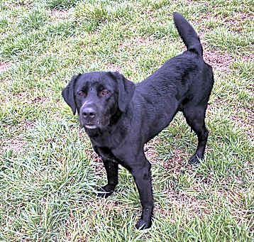 Photo of Bodie