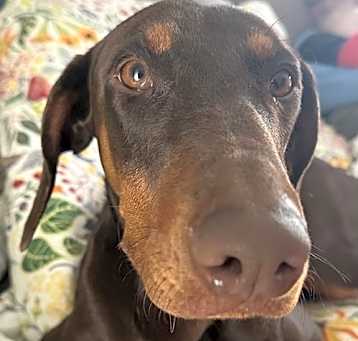Photo of Mabel