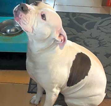 Photo of Nala