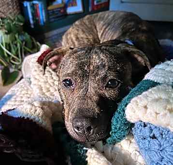 Photo of Ripley