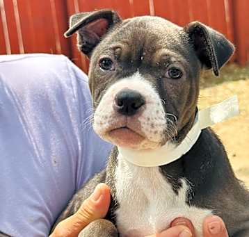 Photo of Lucky