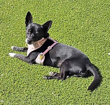 Photo of Odie