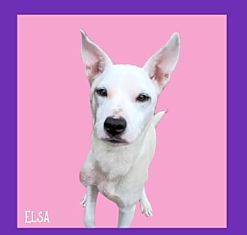 Photo of Elsa