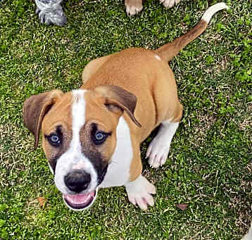 Photo of DEXTER