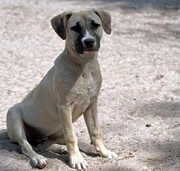 Photo of Sugar Plum