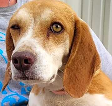 Photo of Luci