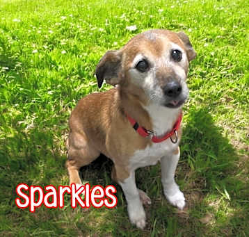 Photo of Sparkles
