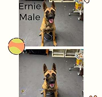 Photo of Ernie