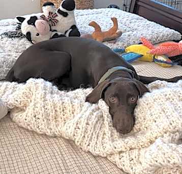 Photo of Baloo