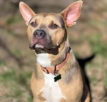 Photo of Romeo
