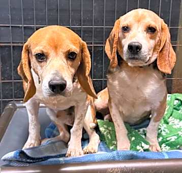 Photo of Bumper (bonded w/ Gilbert)