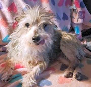 Photo of Toto