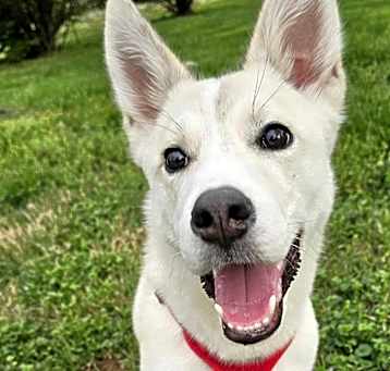 Photo of Octavian (5mo PUPPY)