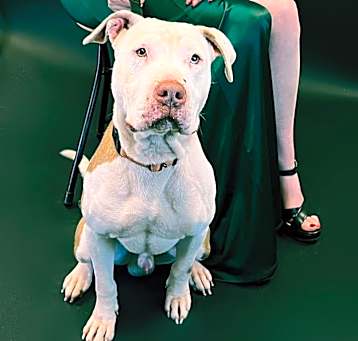 Photo of Mossberg