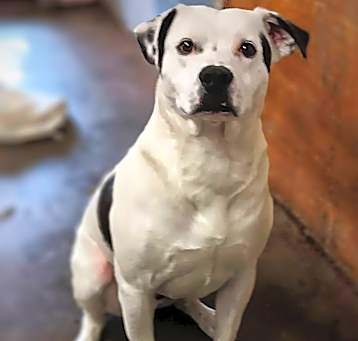 Photo of SPOT