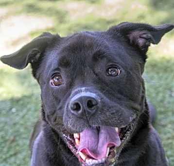 Photo of Thomas (Cocoa)