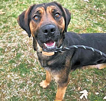 Photo of Beverly - Stray