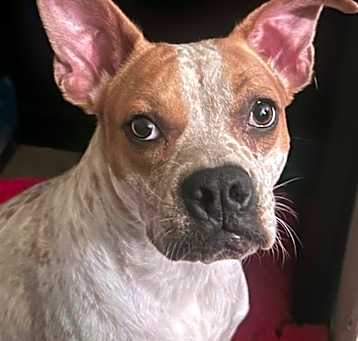 Photo of Jolene