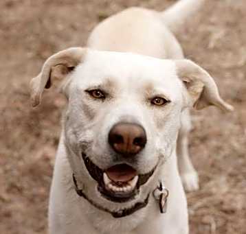 Photo of Luna/Blanca