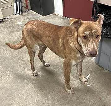 Photo of COMET