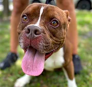 Photo of Meatball
