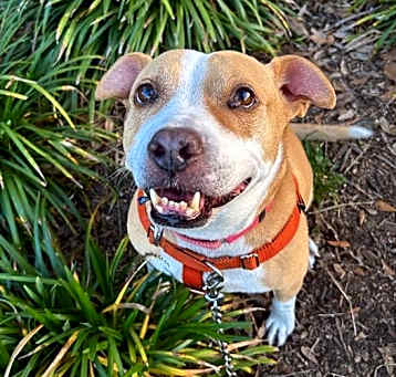 Photo of Punkin