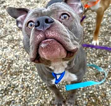 Photo of Blue