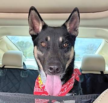 Photo of Champ