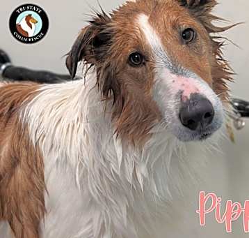 Photo of Pipi