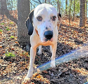 Photo of Pongo