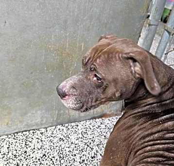 Photo of Mocha