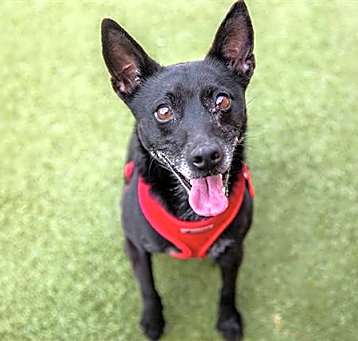 Photo of SQUEEGEE