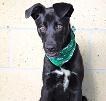 Photo of 25-024D Beaux