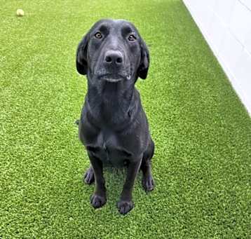 Photo of Smiley 9638