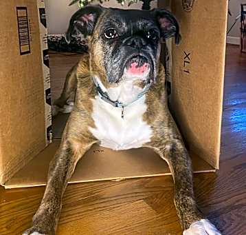 Photo of Roxy