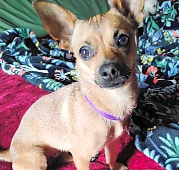 Photo of Stella