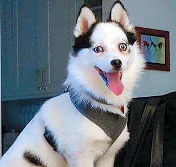 Photo of Jack