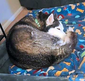 Photo of Niko