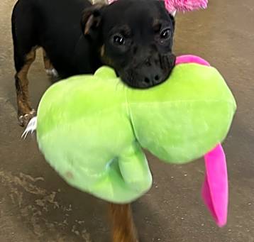 Photo of Olive