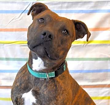 Photo of Bijou