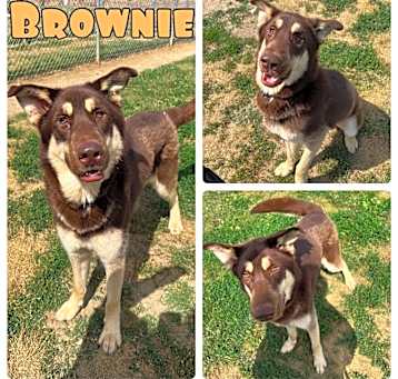 Photo of Brownie