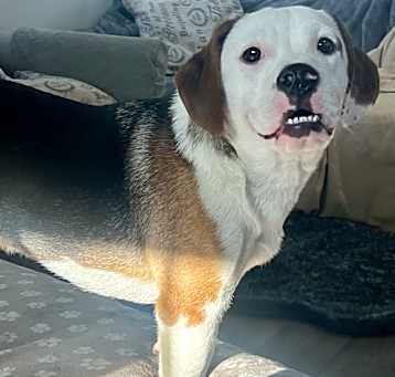 Photo of Rigby