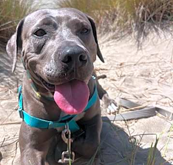 Photo of Gracie
