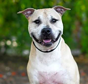 Photo of HARLEY