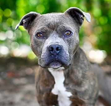 Photo of ROLO