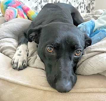 Photo of Amaya