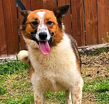 Photo of 250261  Sadie