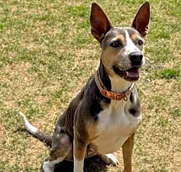 Photo of Sammie