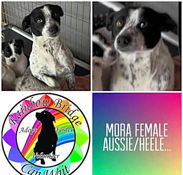 Photo of Mora
