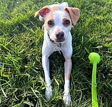 Photo of Bella